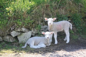 IMG_9955_lambs