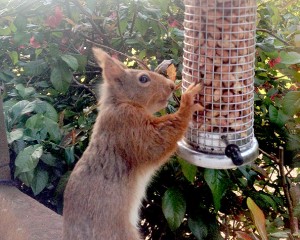 gallery_squirrel